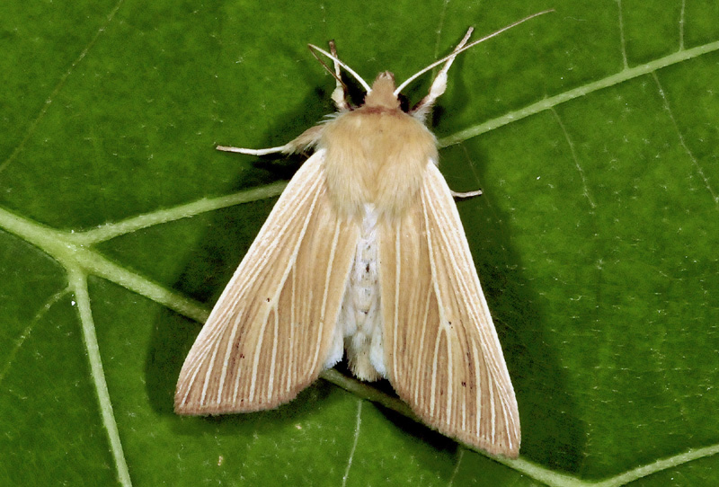 Mythimna pallens